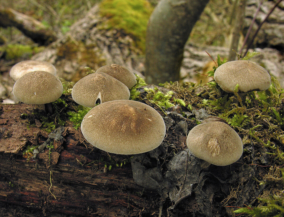 Если считаете, что этот гриб пластинчатый, то листайте фотографию в сторону - проверьте себя.