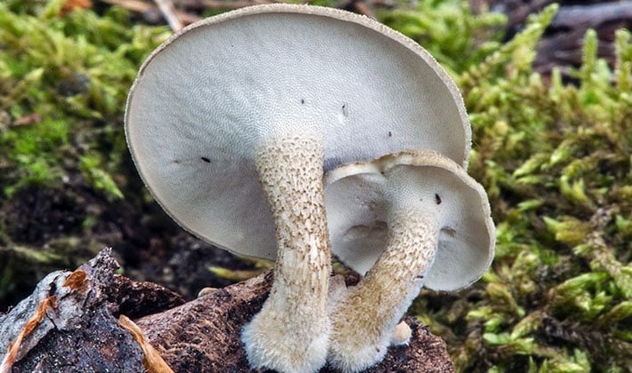 Нет, у Трутовика майского мелкопористый трубчатый гименофор. Гриб конечно жёсткий, но в молодом возрасте вполне пригоден в пищу, за неимением альтернативы.