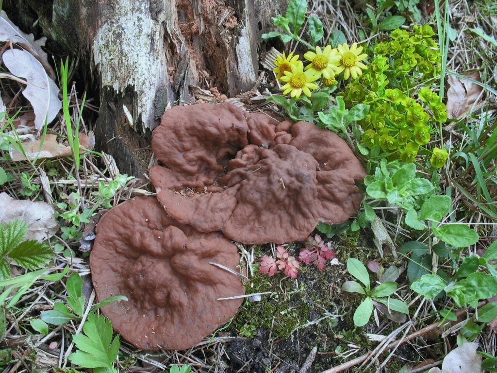 Если считаете, что этот гриб пластинчатый, то листайте фотографию в сторону - проверьте себя.