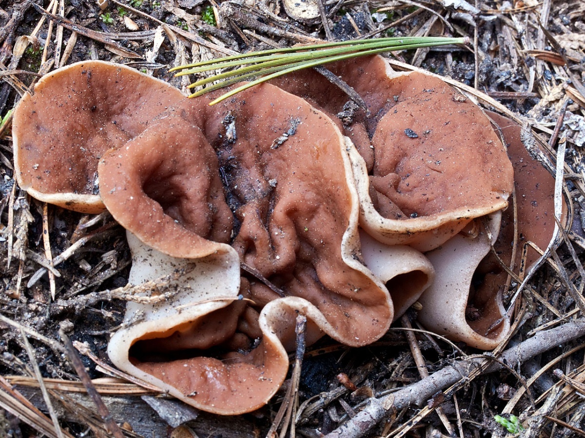 Нет, Дисцина щитовидная пластинчатого гименофора не имеет. А гриб съедобный и, на мой взгляд - очень вкусный, похожий на строчки. 