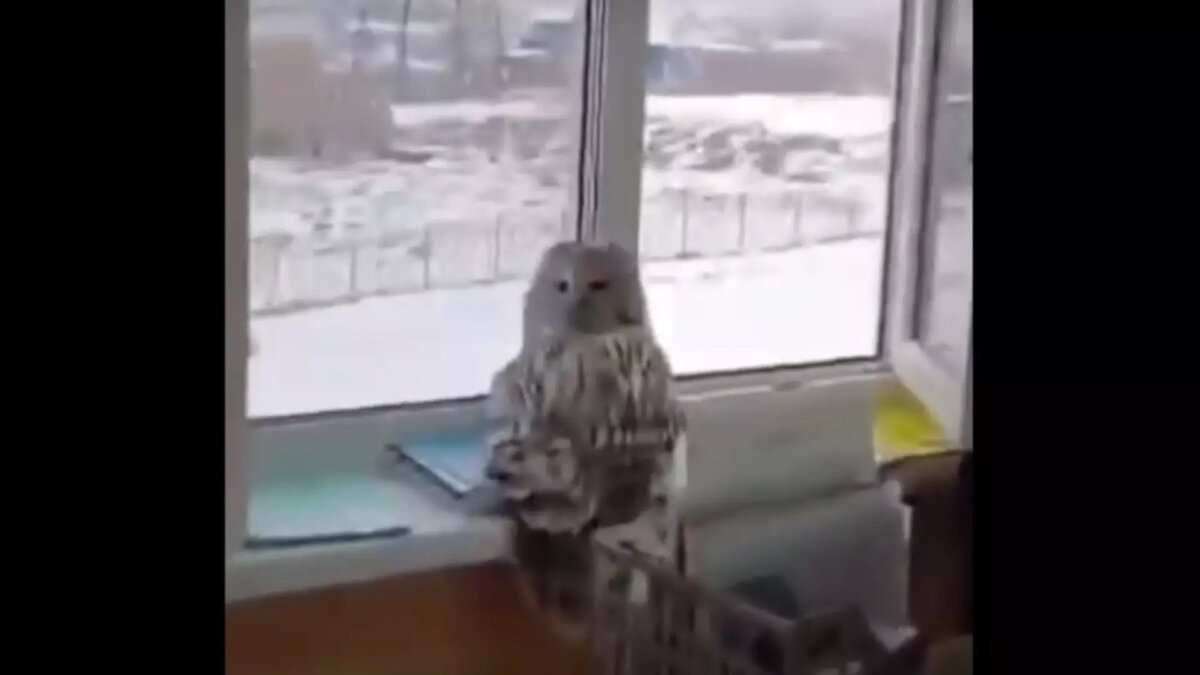     Источник: t.me/obrazovanie_krsk