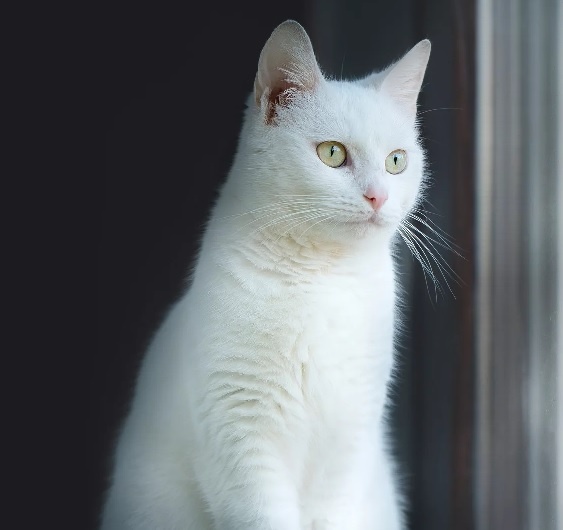 белая кошка