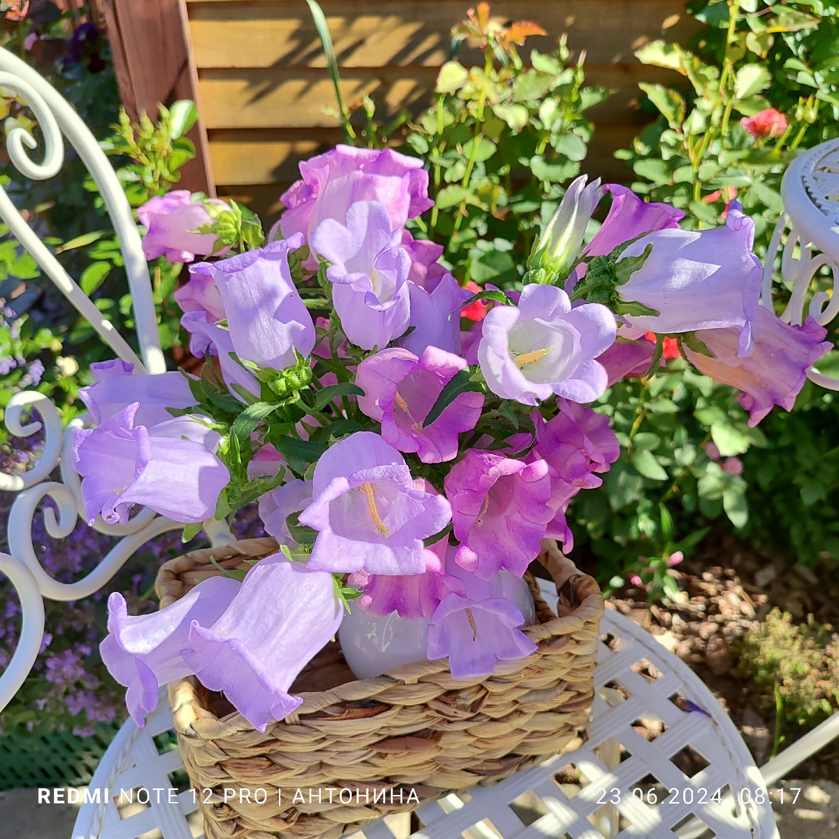 Колокольчик средний в букете.