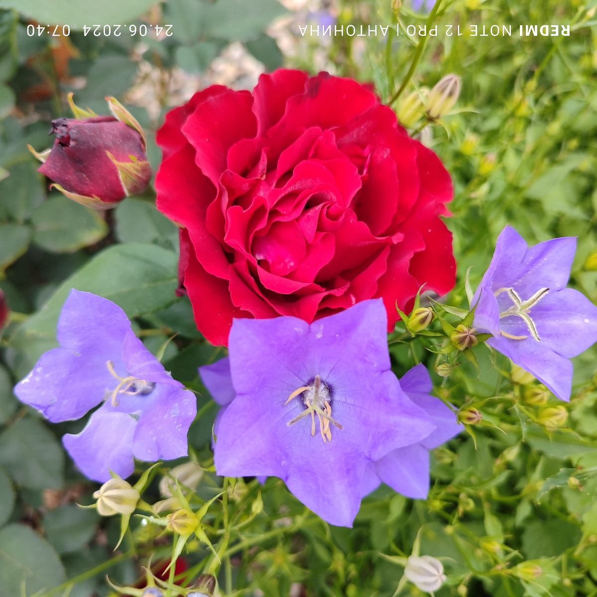 Карпатский колокольчик и роза Омаж Барбара.