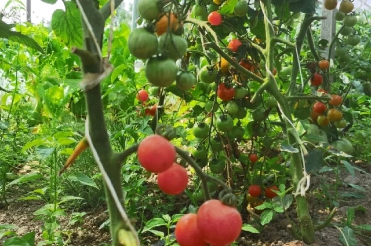    7 миллионов рублей получат начинающие фермеры в Хабаровском крае