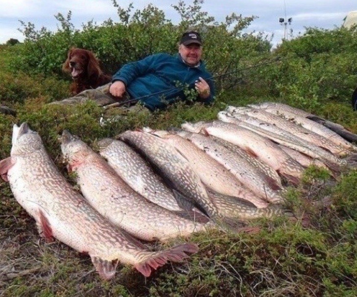 Вот это улов)) И всё на спиннинг.