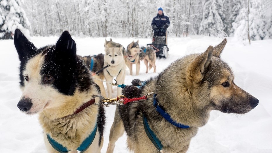    Автор фото: ТАСС