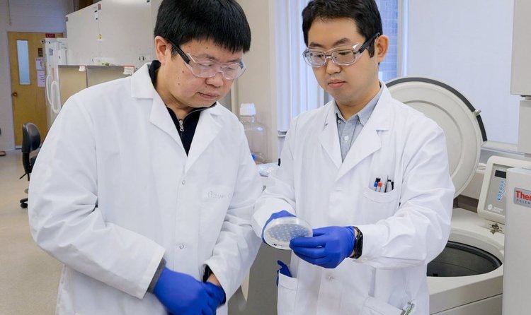    Ценную гранатовую кислоту дали пекарские дрожжи после перетасовки генов