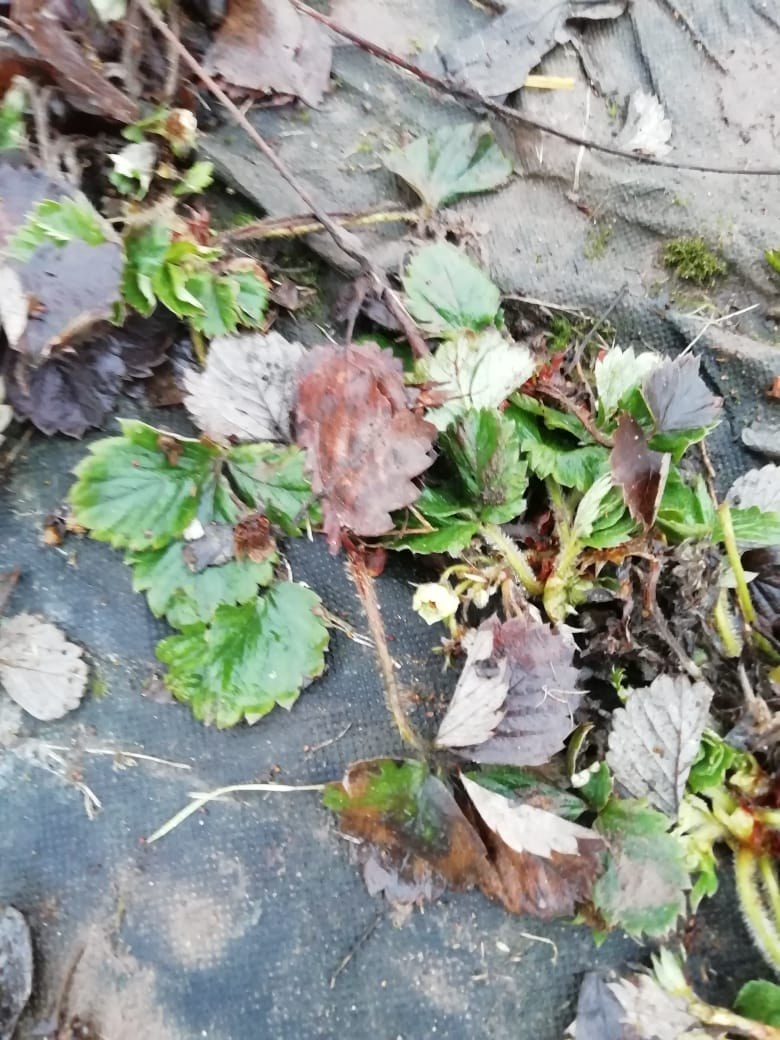 В центре цветет садовая земляника 28 января. Листья после зимы. Срезаю, утилизирую