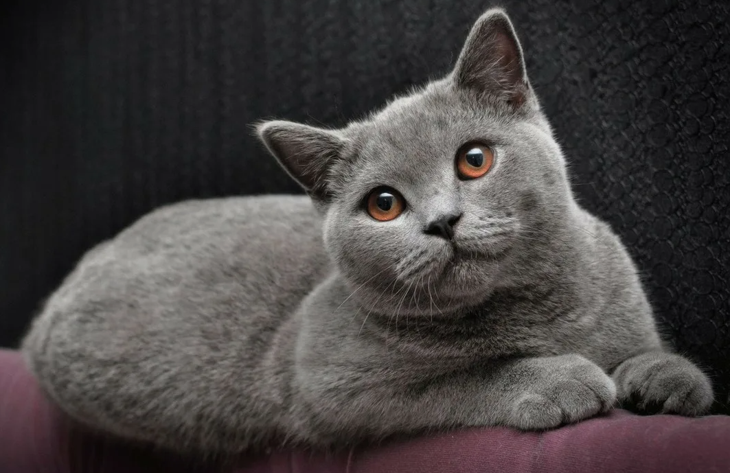 Предки британских короткошерстных кошек прибыли в Британию вместе с римскими легионами. Они защищали зернохранилища от крыс и мышей, а благодаря суровому климату острова приобрели плотную шерсть и крепкое телосложение.