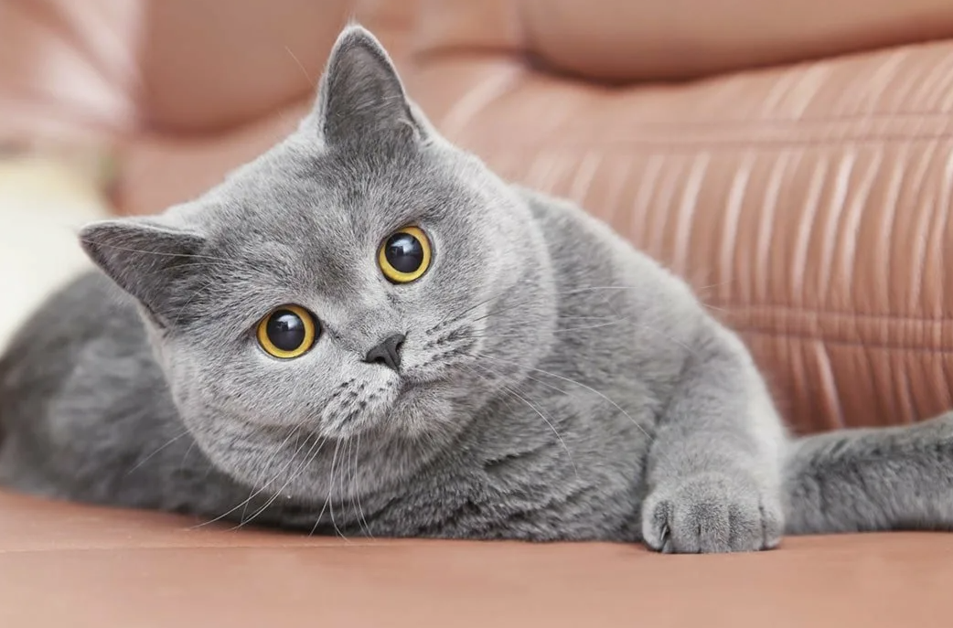 Считается, что знаменитый Чеширский кот из «Алисы в Стране чудес» был вдохновлён именно британской короткошерстной кошкой. Их широкая мордочка и загадочная улыбка делают их особенно харизматичными.