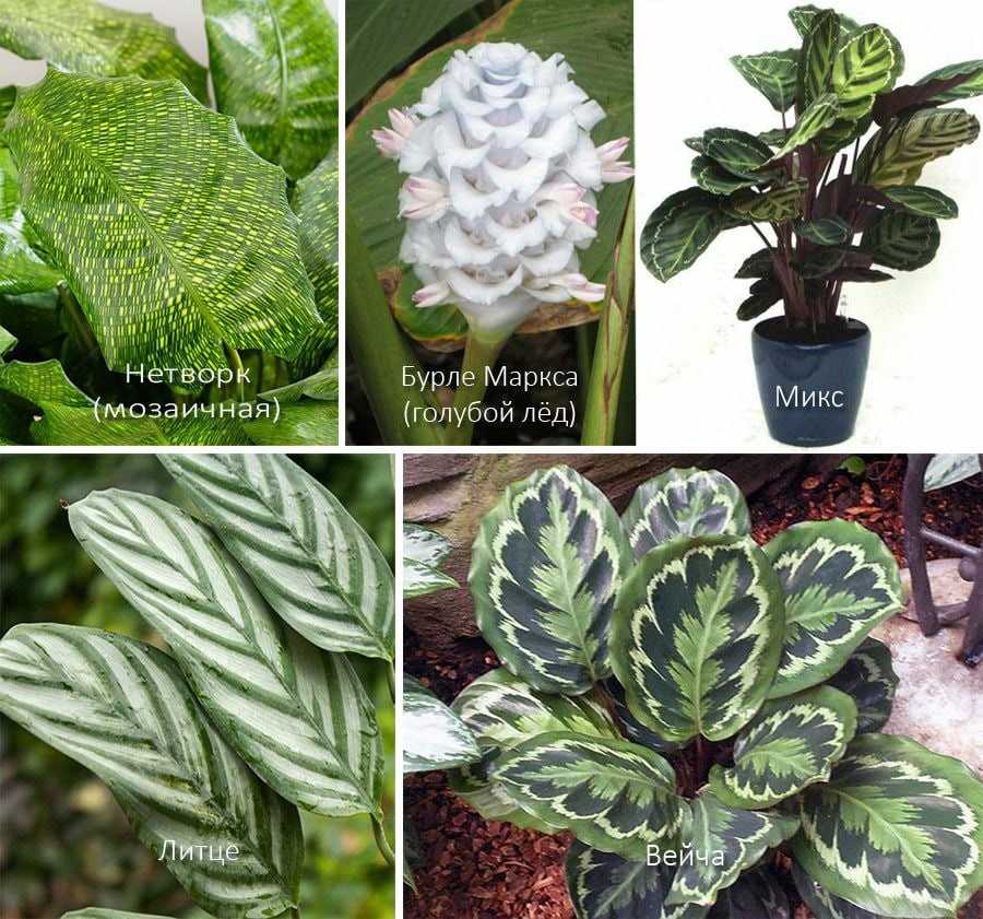 Источник https://m.vk.com/wall251787328_202659