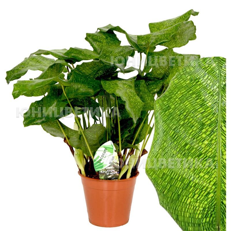 Источник https://flopt.ru/catalog/katalog-cvetov/gorshechnye-rastenija-pod-zakaz/kalateya-netvork-detail