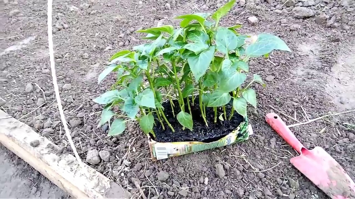 Яндекс.Картинки