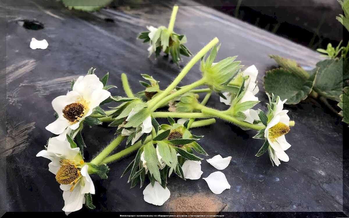 https://vk.com/photo-159774511_457269291. Подмерзшие цветы клубники