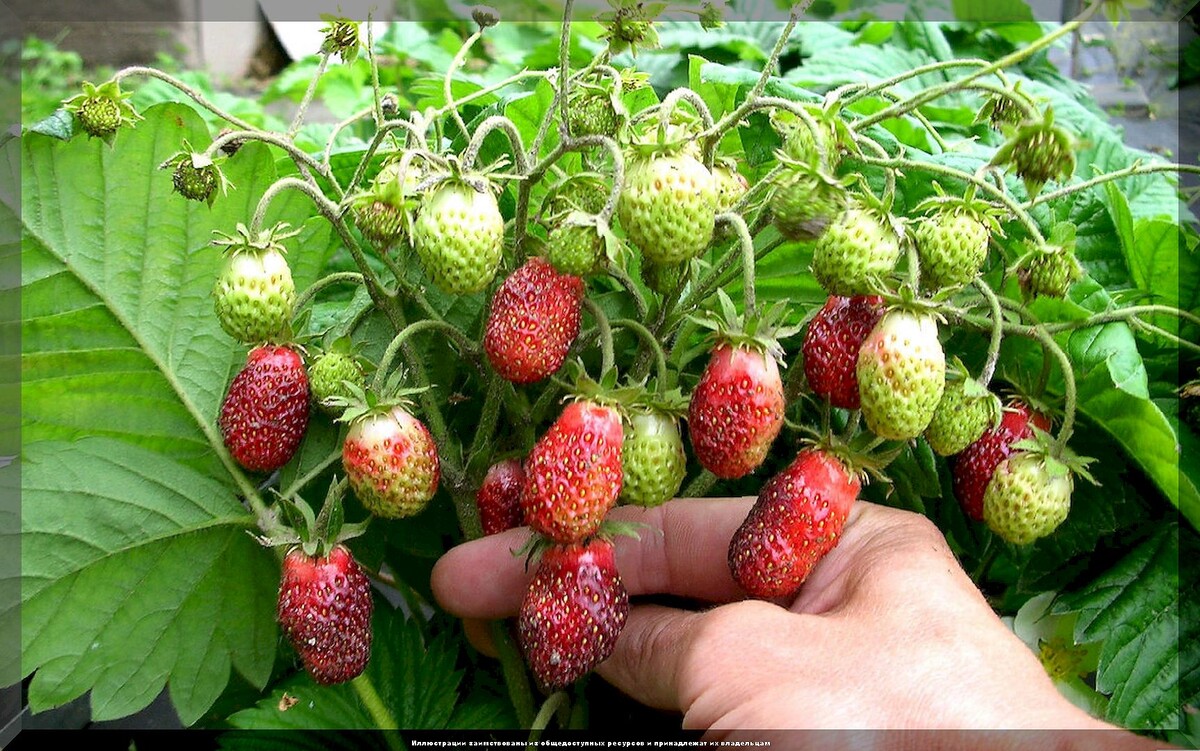 https://vk.com/photo-159774511_457269295. Земклуника "Купчиха"