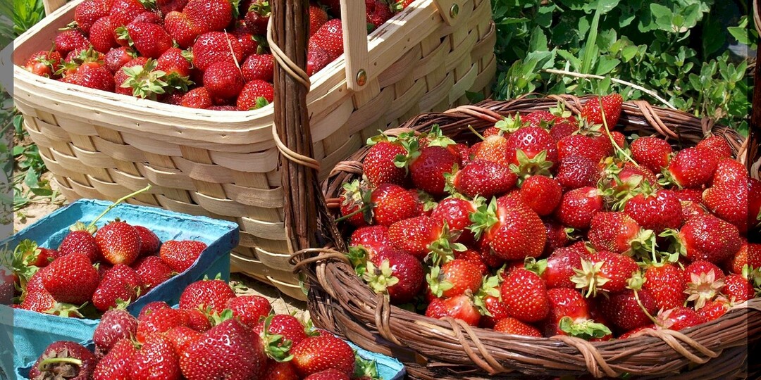 25 вопросов о клубнике: простыми словами о самом важном в уходе за садовой земляникой