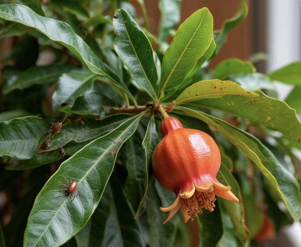 Может это не совсем паутинный клещ, но как красочно! Пожелтение листьев, опадание, сухость и дорожки чёрных точек. Это Они...ИИ