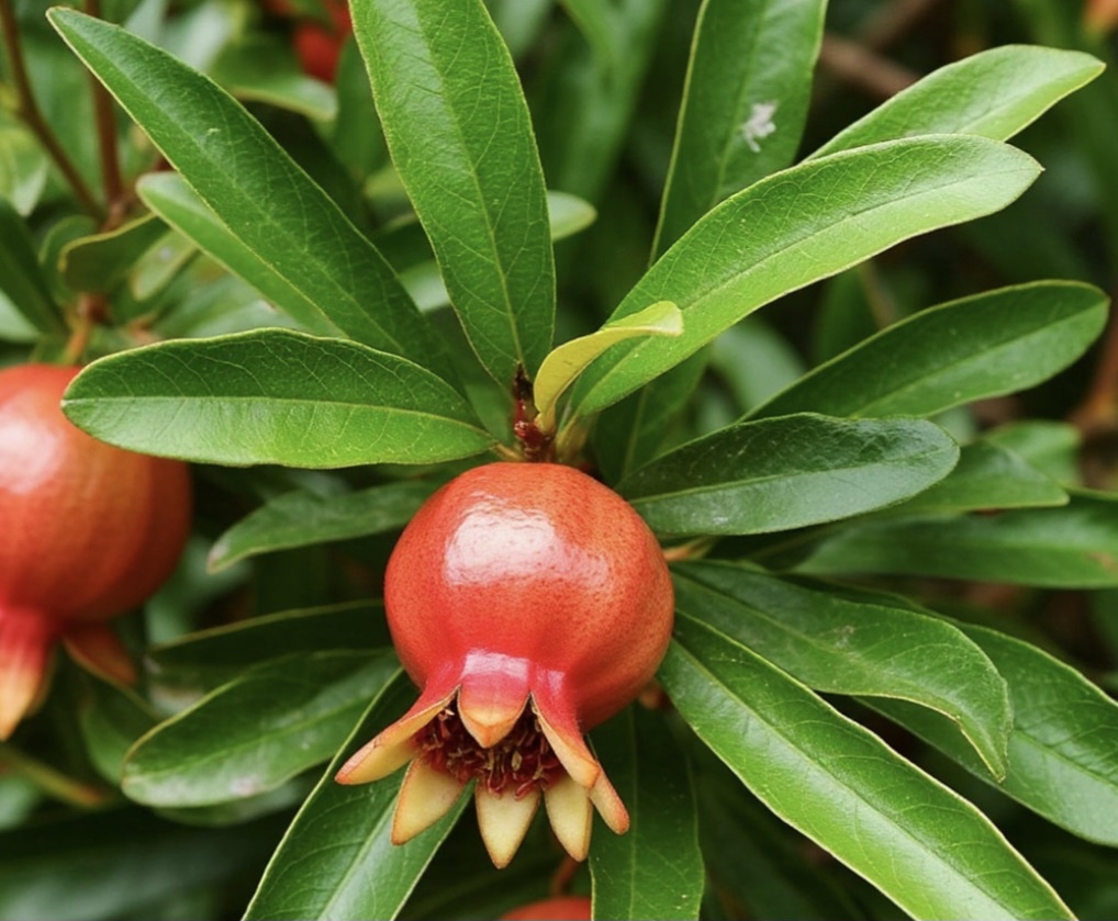 А вот и белые ватные липкие субстанции, похожи. ИИ.