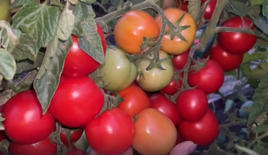 Томат Сибирский скороспелый