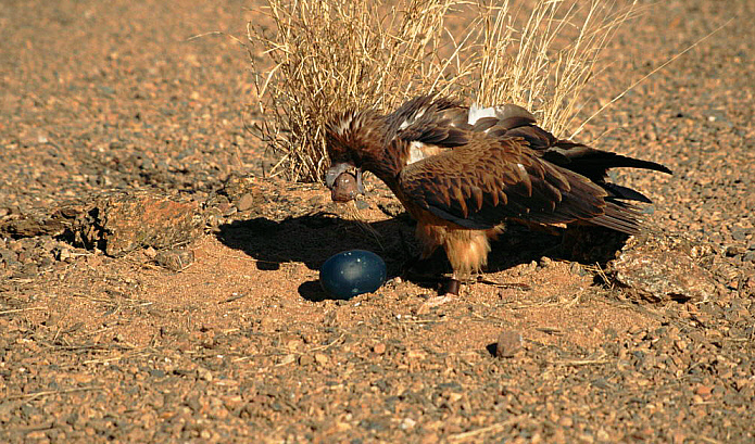 Фото: Майлз Бартон