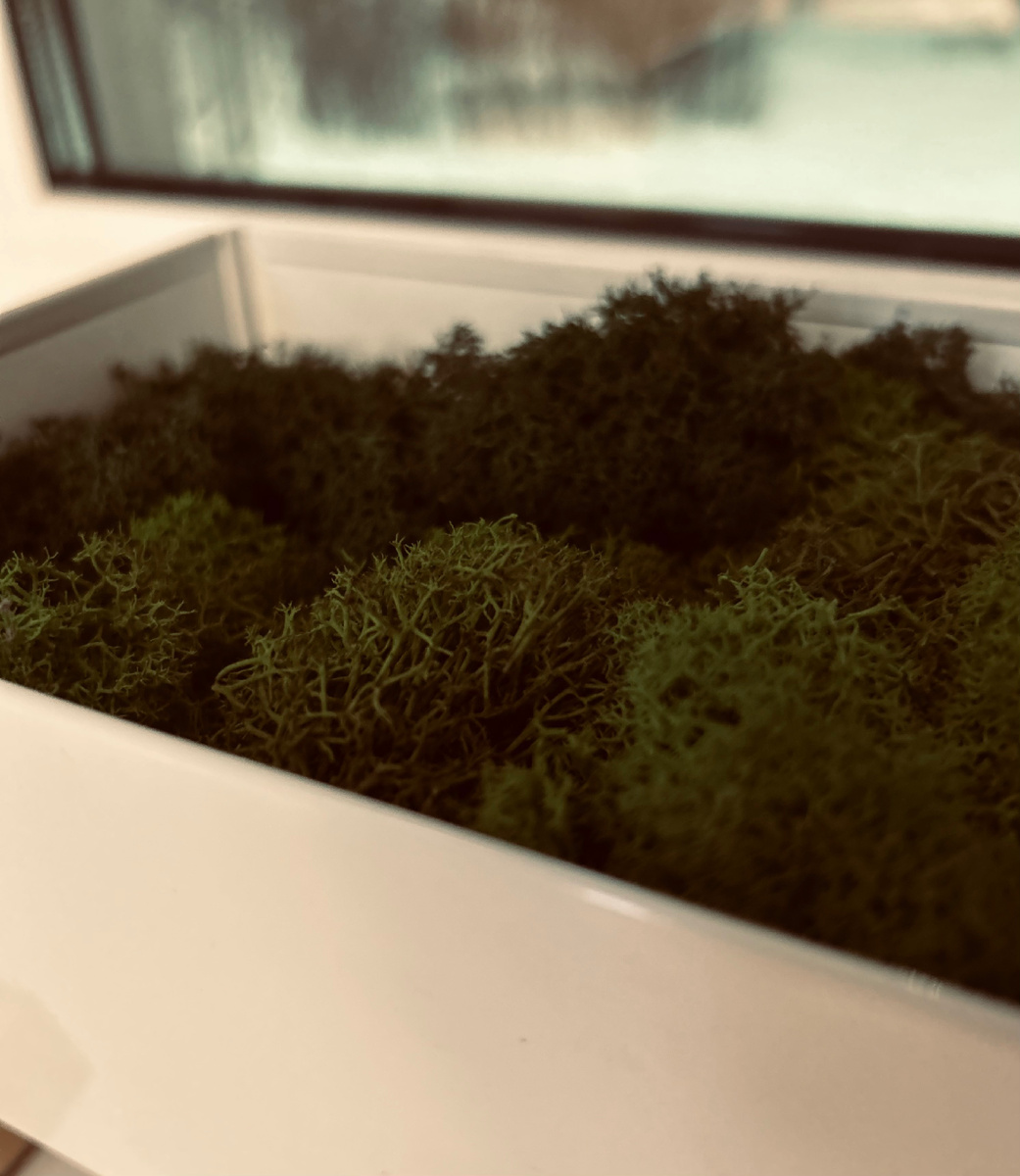 Фотография автора канала. Мох.