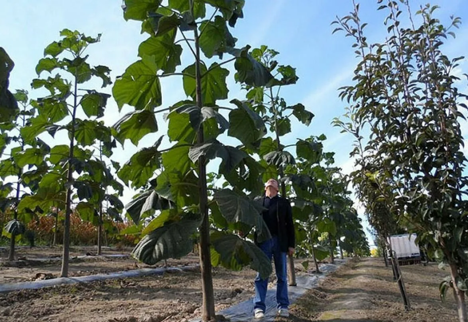 плантация адамова дерева