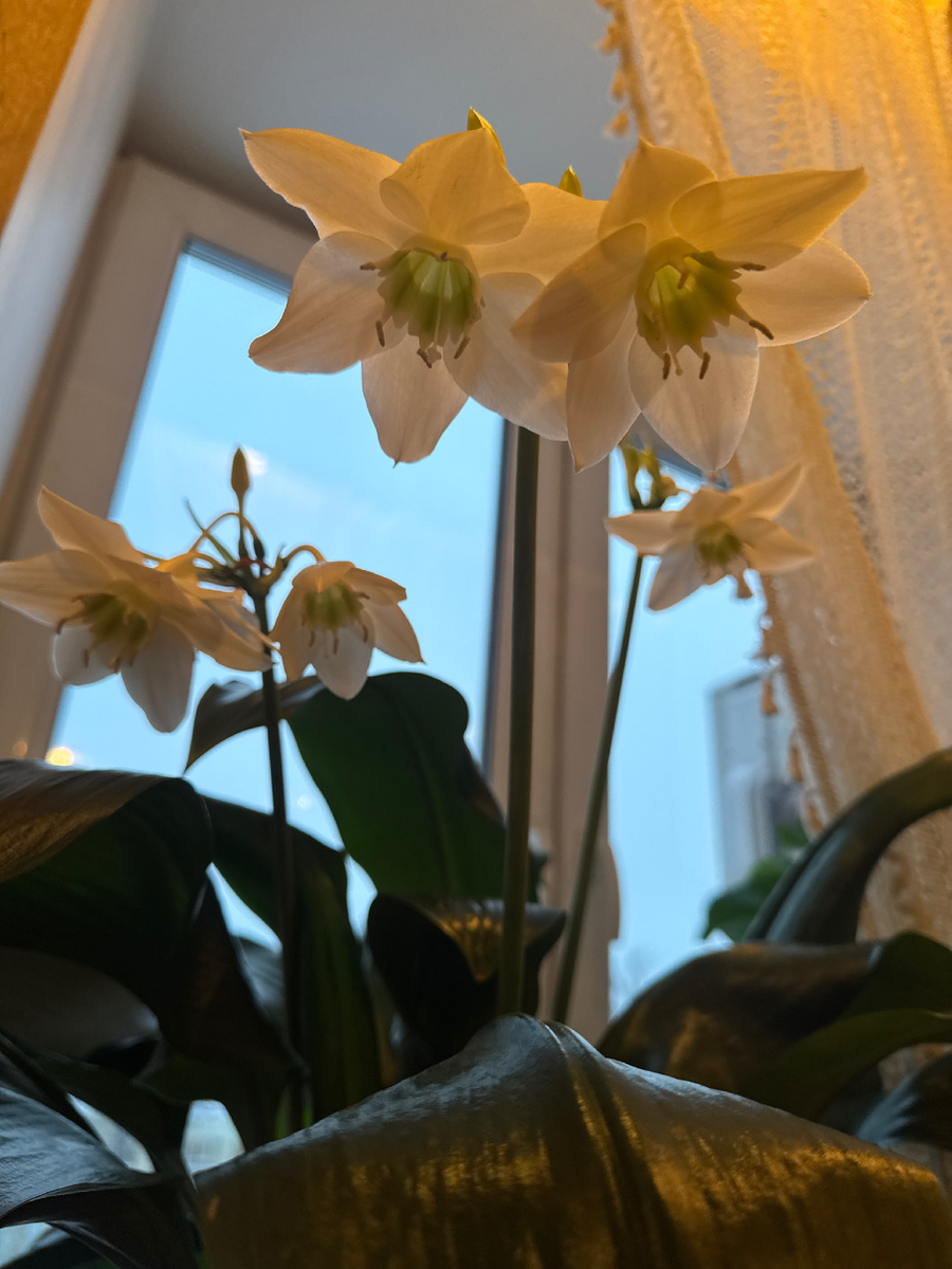 Амазонская лилия 