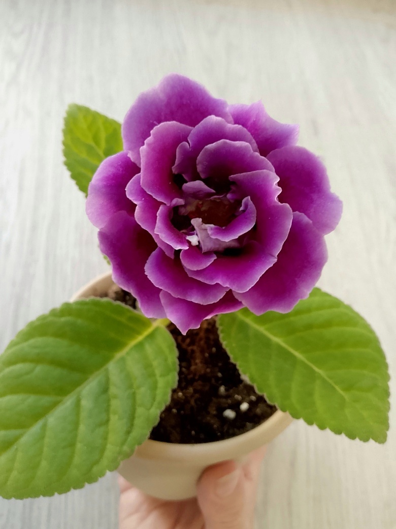 Вот у этой глоксинии - листья всегда крупные