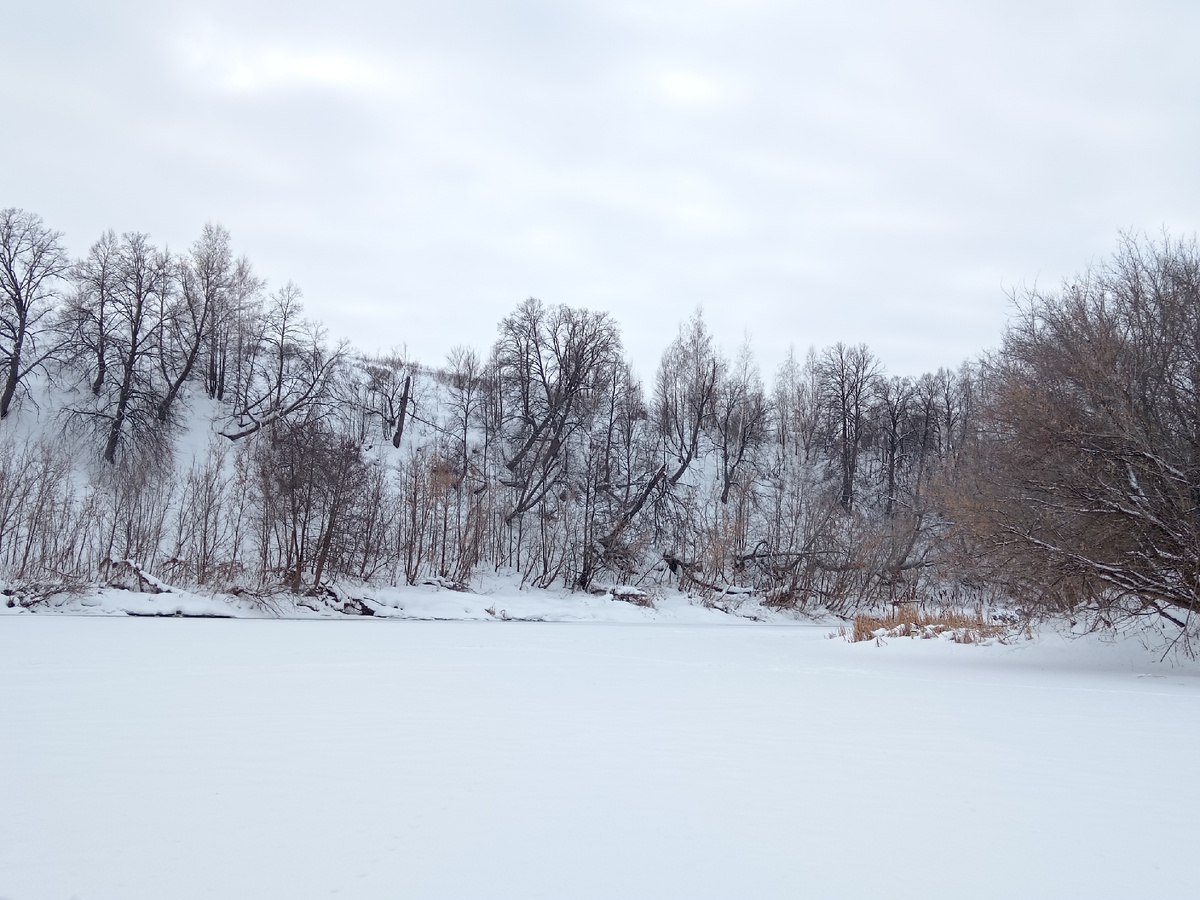 Вот по этой части русла реки Кинель прошёл рыбак, и я - по его лыжне. Фото моё. 