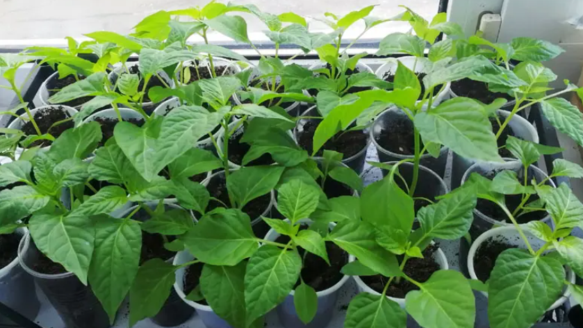 Результат применения системы подкормок через 14 дней. 