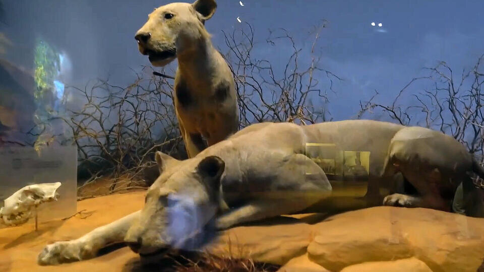    Скриншот видео