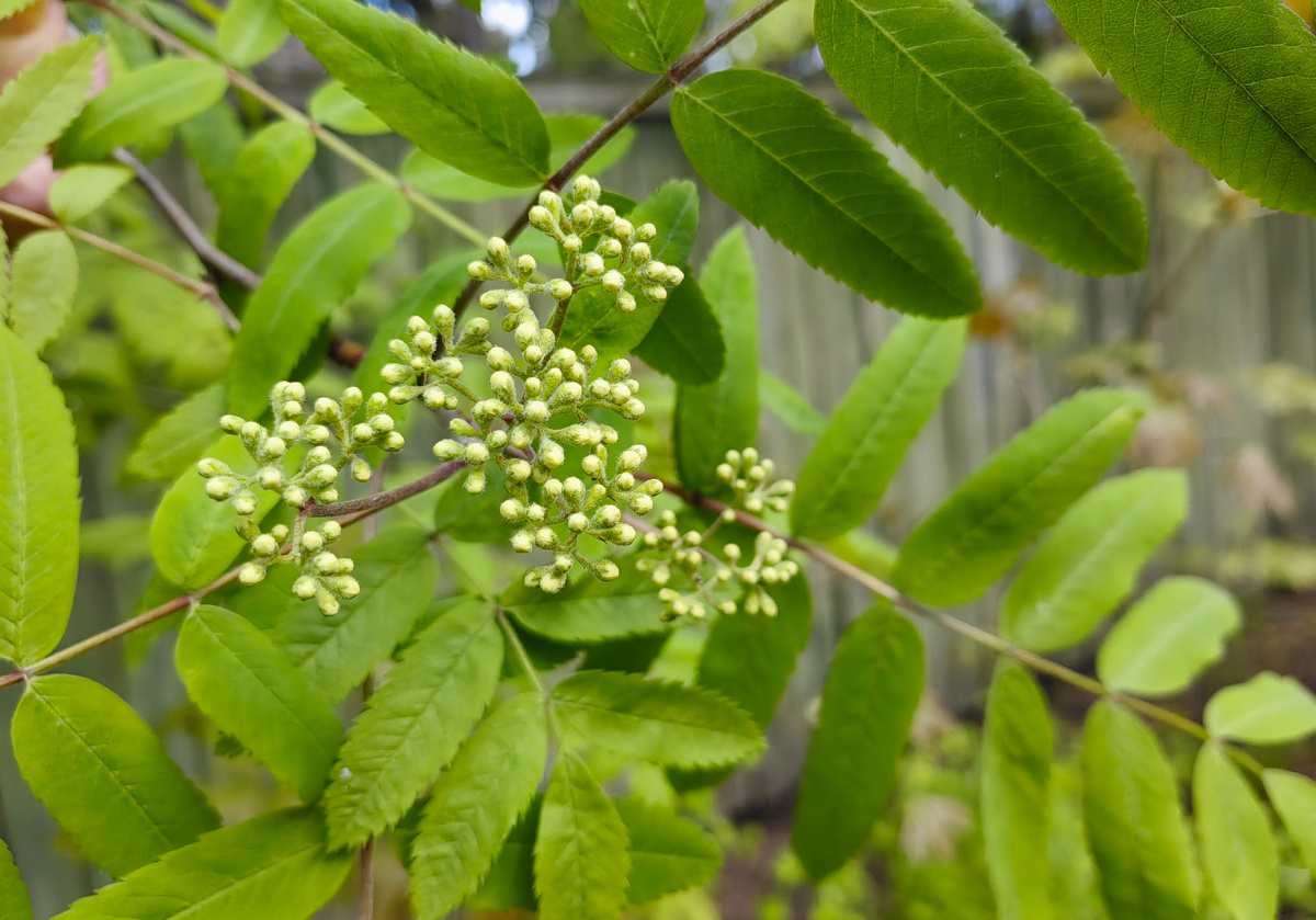 Зацвела в окрестностях участка рябина - заморозков не будет. 