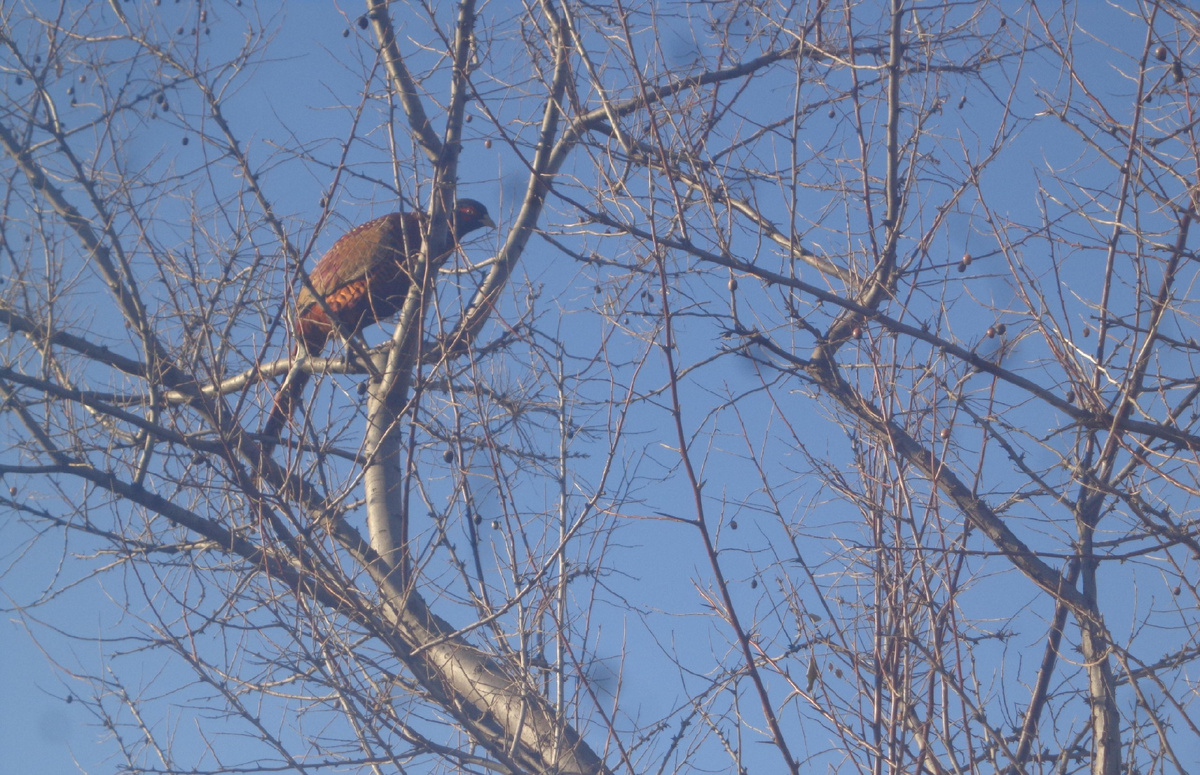 Фото: Краснодаркрайохота