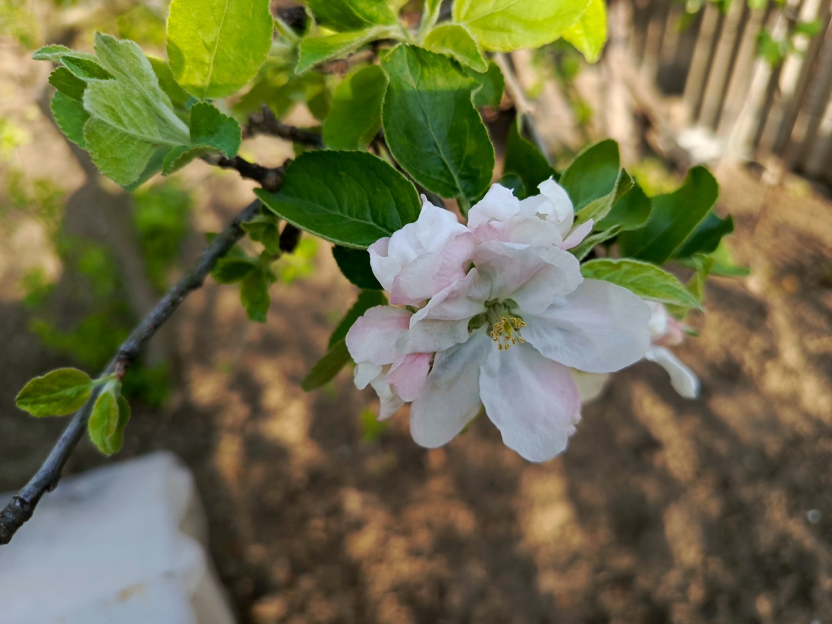 Очень люблю весну.
