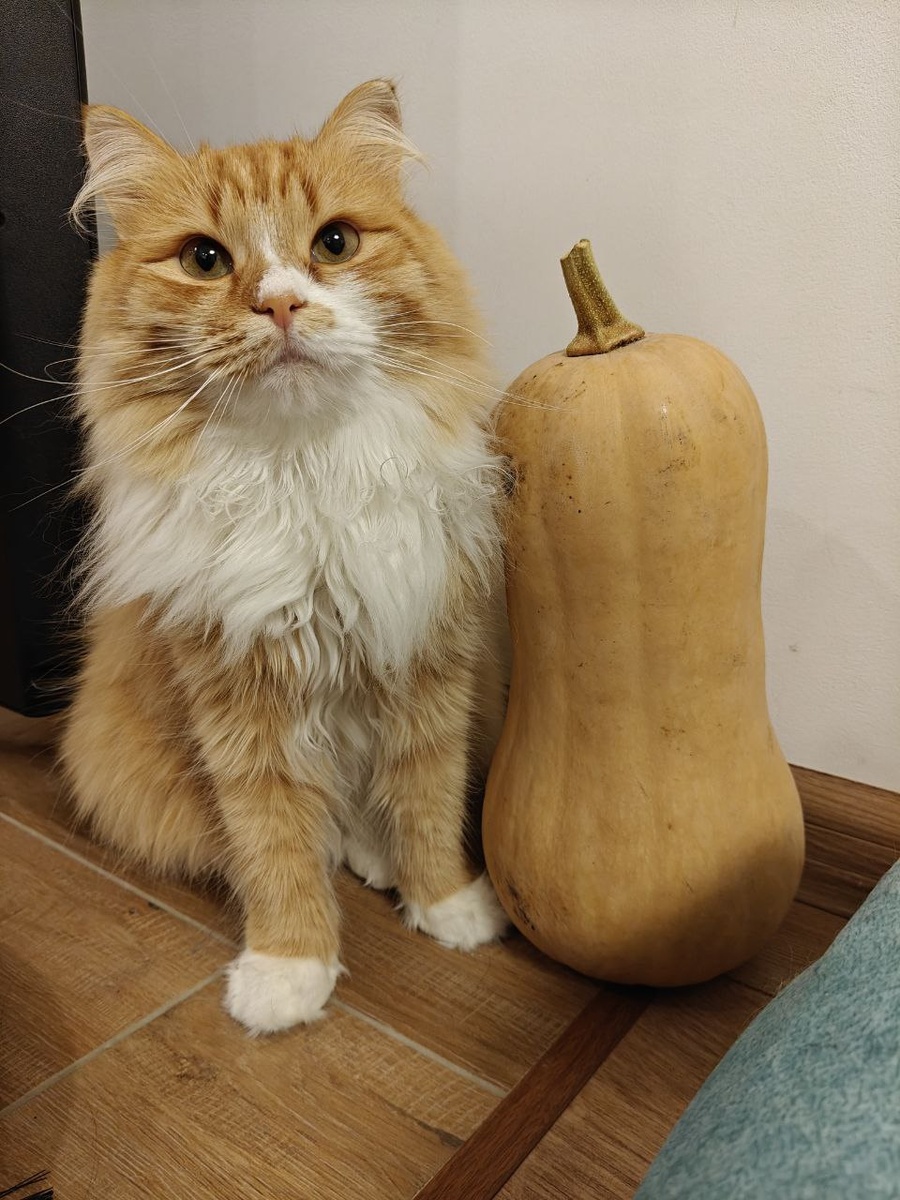 чуть меньше котика, если что :)