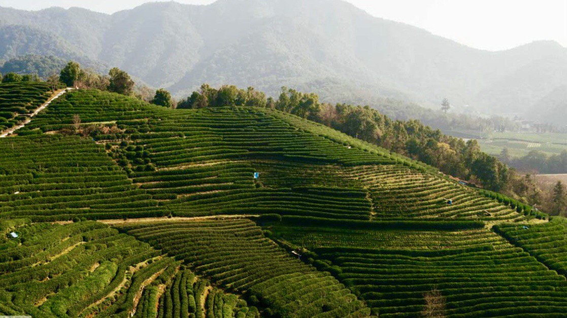 Чайная плантация в окрестностях города Ханчжоу