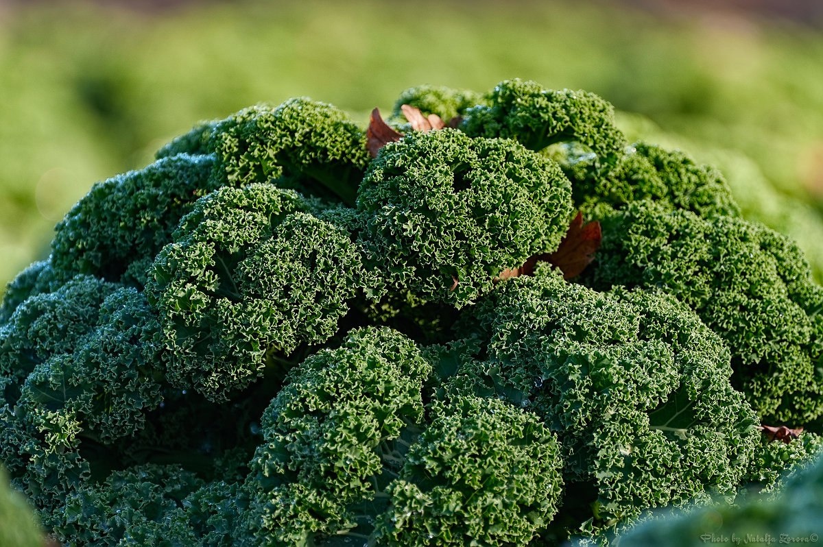 Цвет кале варьируется от насыщенного зелёного до фиолетового.