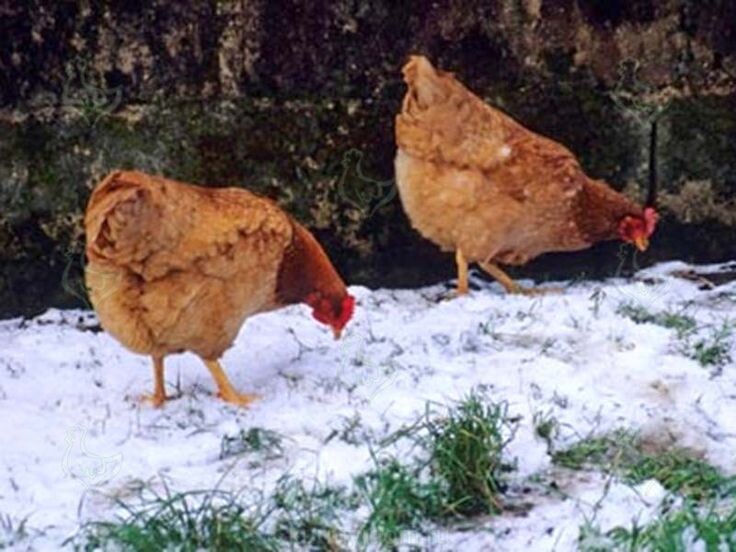 Курам зимой хвоя очень пригодится