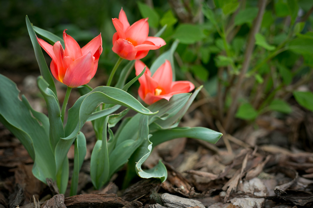 Автор фото Елена Якимова / Greenfingers