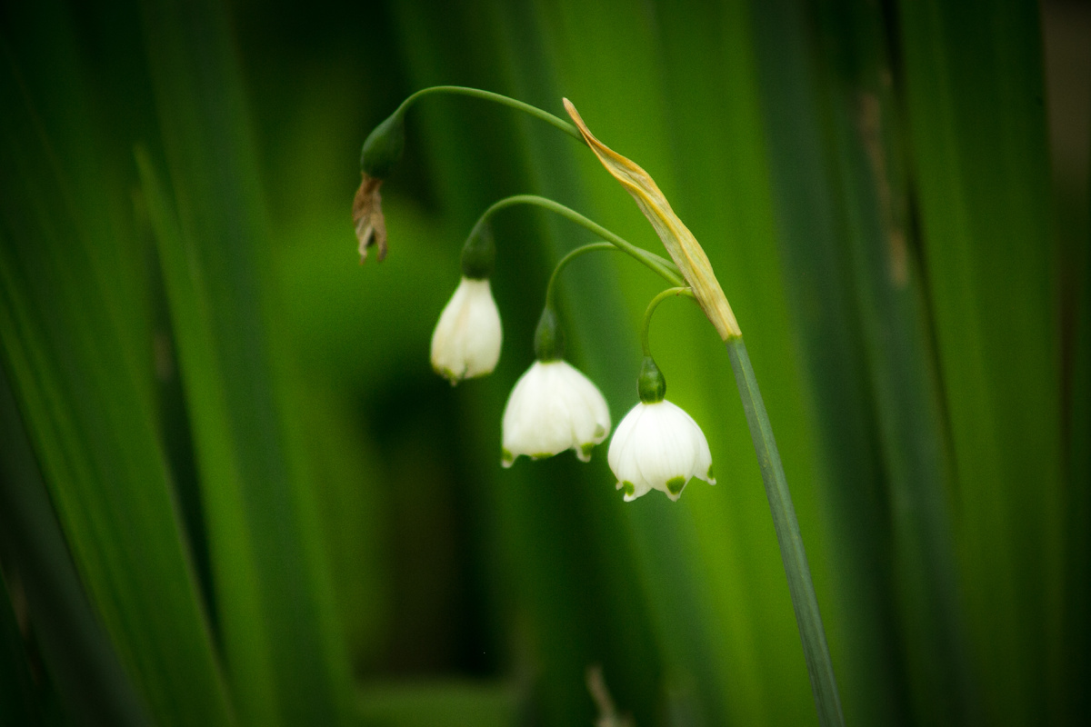 Автор фото Елена Якимова / Greenfingers