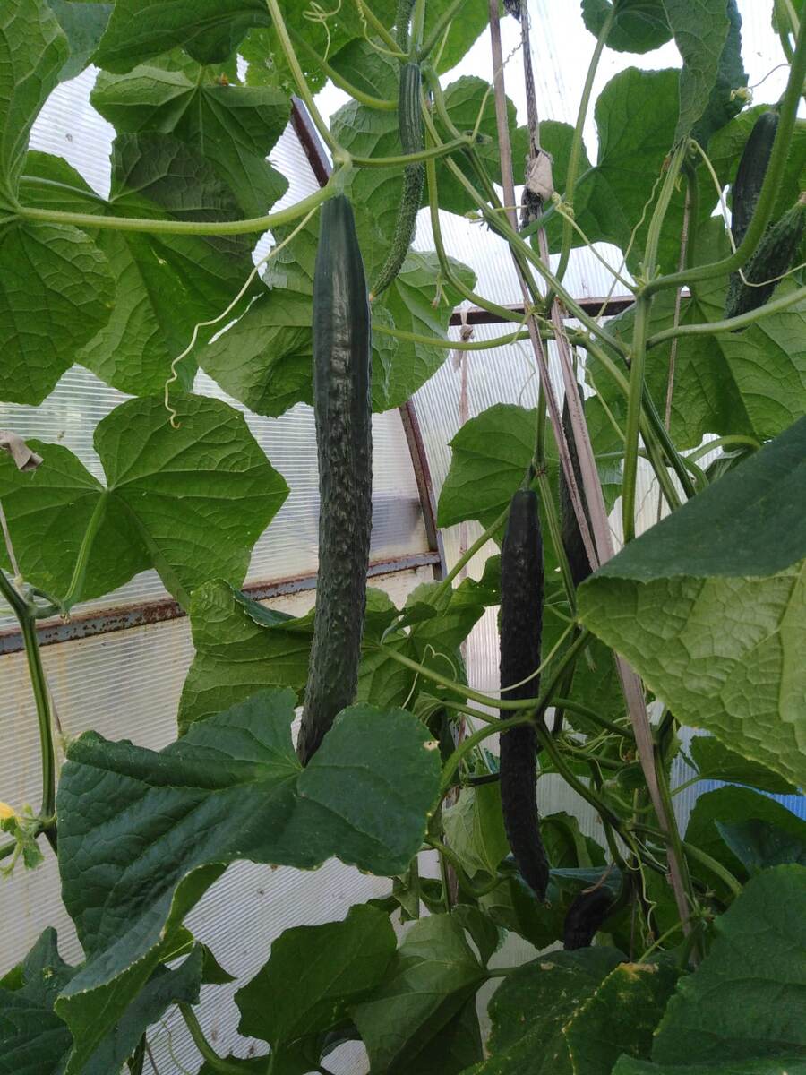 Сорт огурцов "Пекинский гурман"