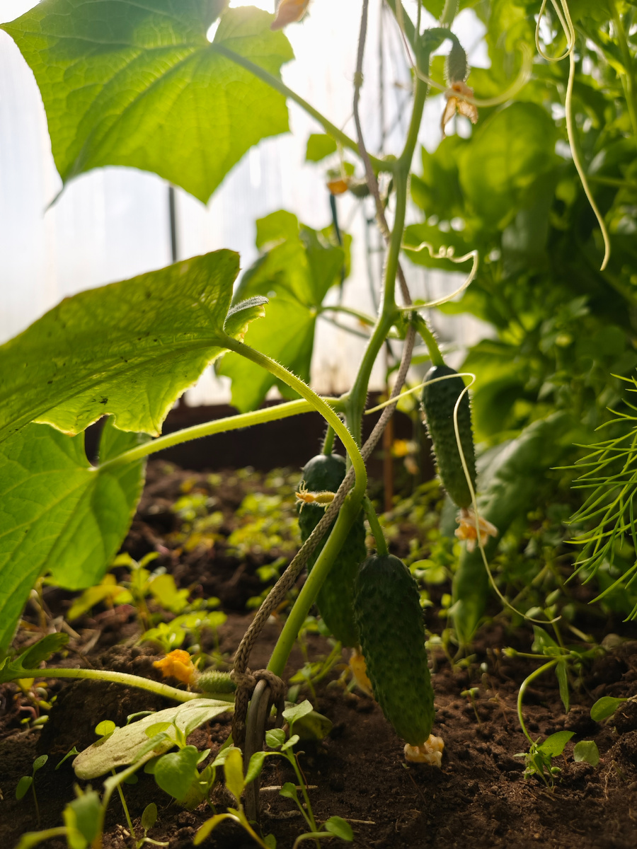 Огурец "Само совершенство"