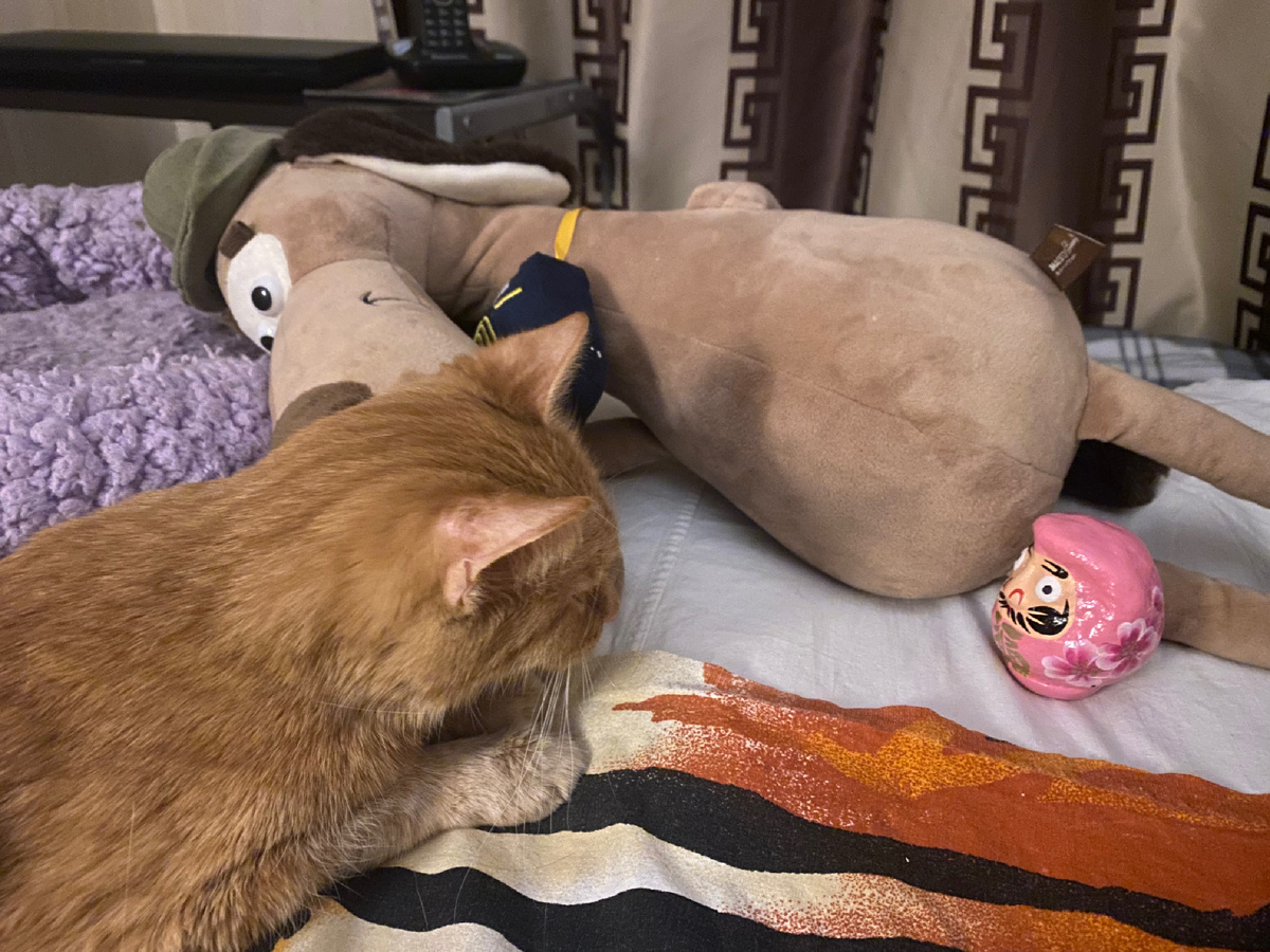 Лёля и Дарума