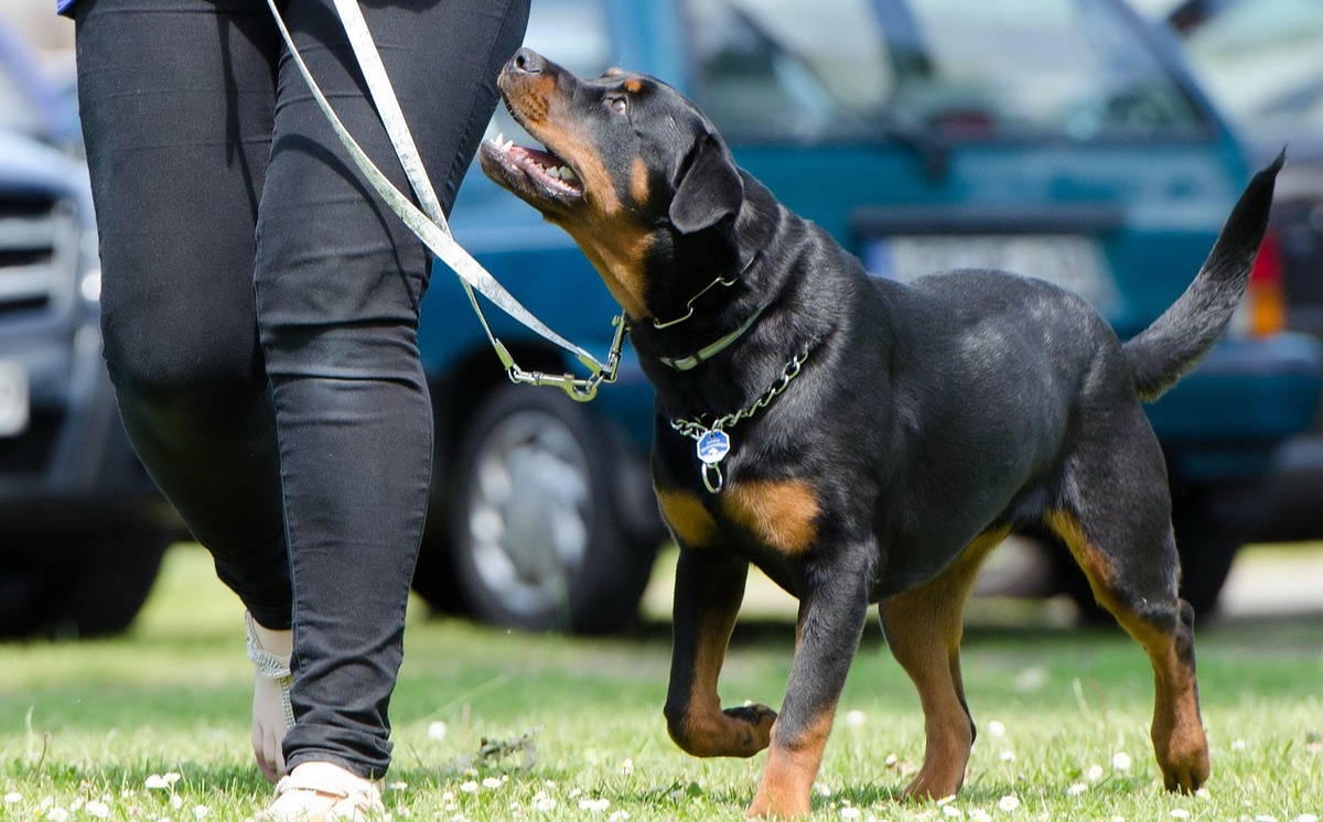 https://pixabay.com/photos/dog-school-dog-training-rottweiler-672716/