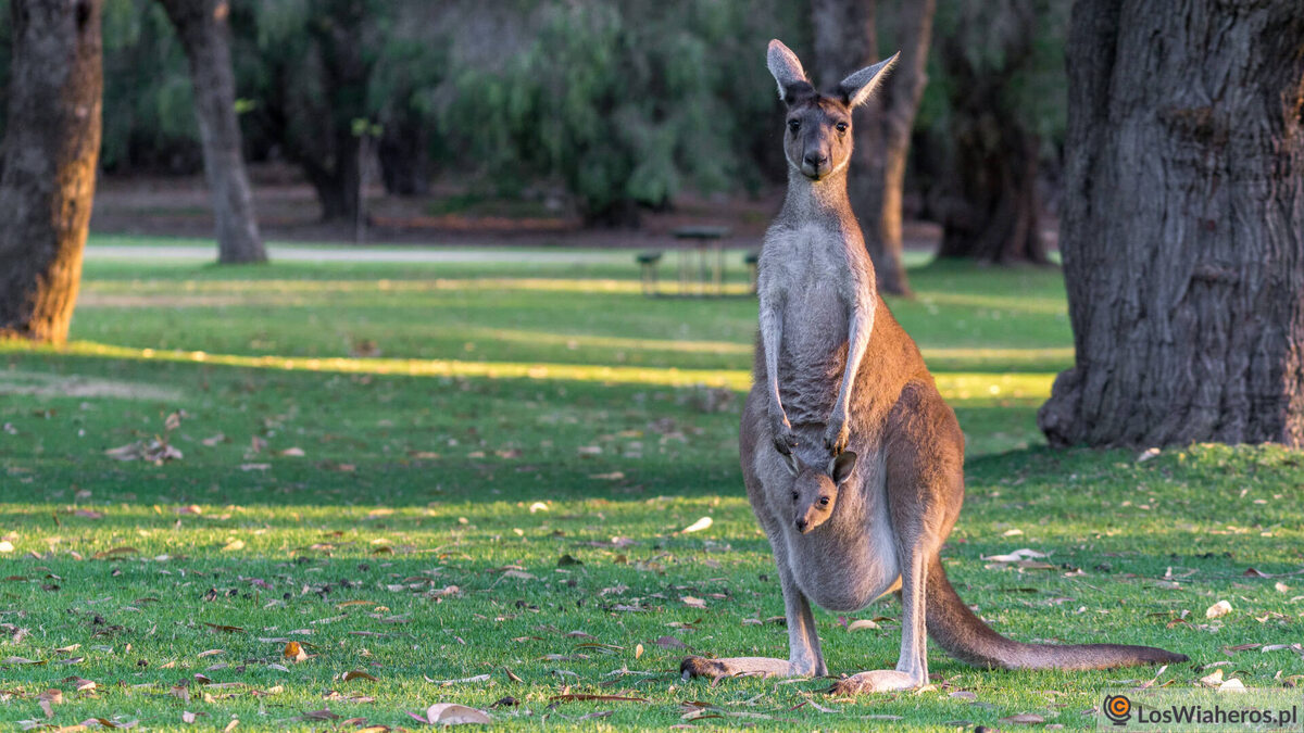 генгуру  живет по сей день