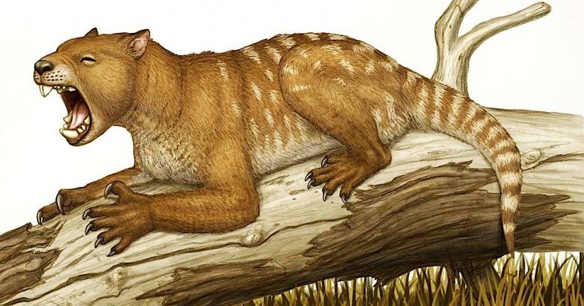 сумчатый лев, вымер до человека
