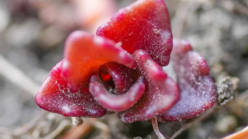     Растения в зимнем Алтайском крае на Телецком озере. Роман Воробьев и Татьяна Клименко