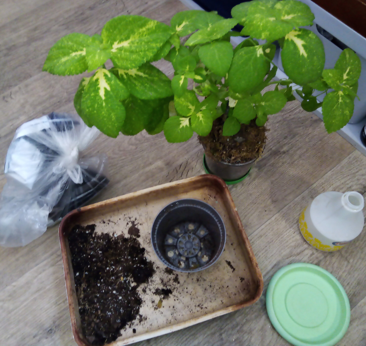 Фото автора. Да, это мой колеус «Визард Нефрит», его давно надо было пересаживать, он вырос из маленького прозрачного горшка.