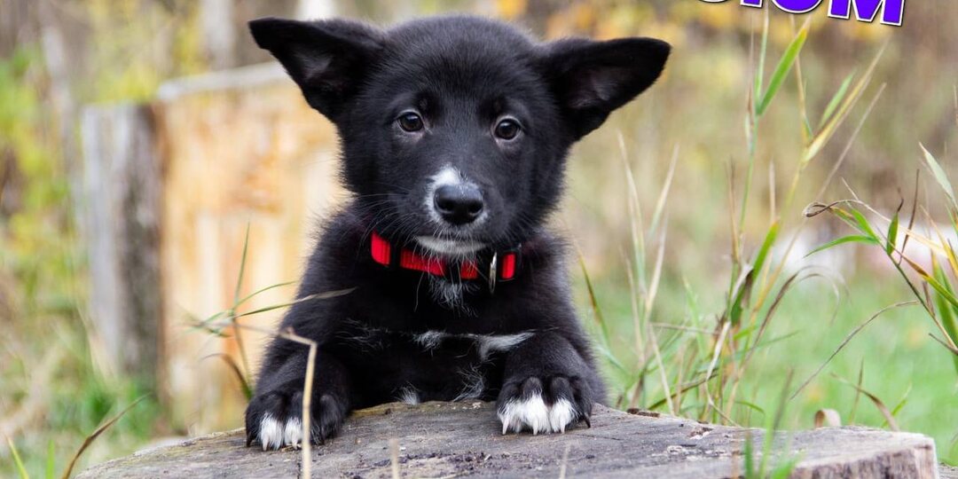 Знакомьтесь с нашим активным и жизнерадостным живчиком - псом по имени Изюм❣️